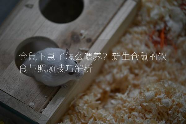 仓鼠下崽了怎么喂养？新生仓鼠的饮食与照顾技巧解析