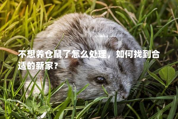 不想养仓鼠了怎么处理，如何找到合适的新家？