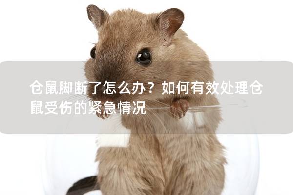 仓鼠脚断了怎么办？如何有效处理仓鼠受伤的紧急情况