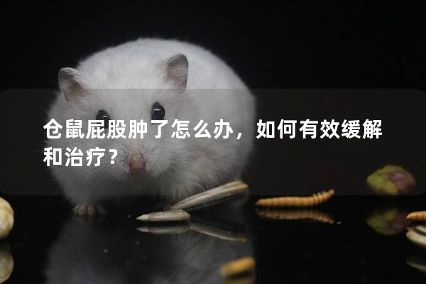 仓鼠屁股肿了怎么办，如何有效缓解和治疗？