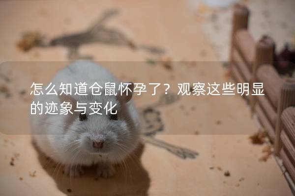 怎么知道仓鼠怀孕了？观察这些明显的迹象与变化