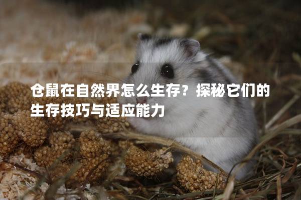 仓鼠在自然界怎么生存？探秘它们的生存技巧与适应能力