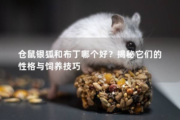 仓鼠银狐和布丁哪个好？揭秘它们的性格与饲养技巧