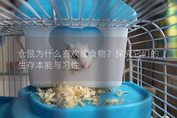 仓鼠为什么喜欢藏食物？探究它们的生存本能与习性