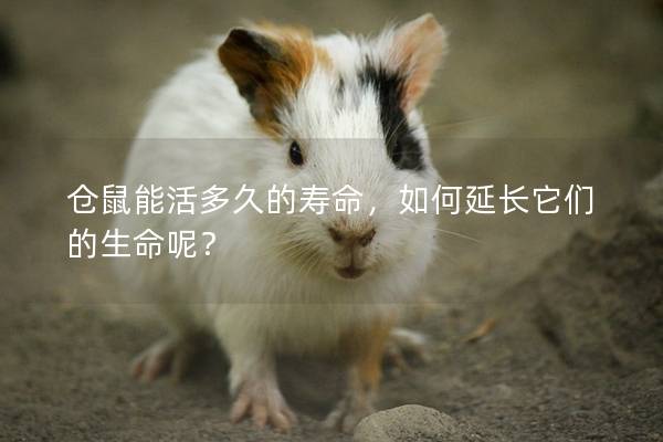 仓鼠能活多久的寿命，如何延长它们的生命呢？