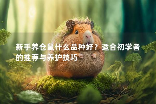 新手养仓鼠什么品种好？适合初学者的推荐与养护技巧