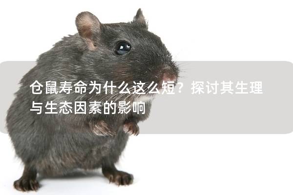 仓鼠寿命为什么这么短？探讨其生理与生态因素的影响