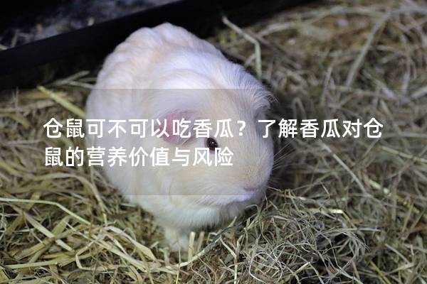 仓鼠可不可以吃香瓜？了解香瓜对仓鼠的营养价值与风险