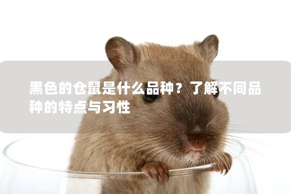 黑色的仓鼠是什么品种？了解不同品种的特点与习性