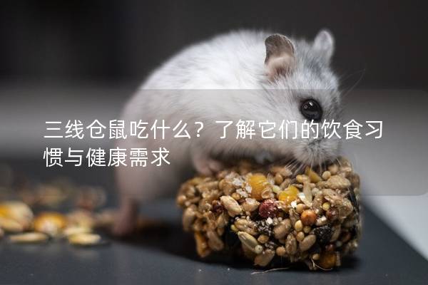 三线仓鼠吃什么？了解它们的饮食习惯与健康需求