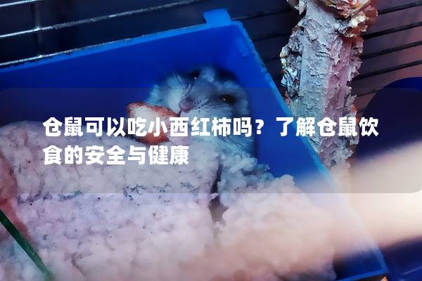 仓鼠可以吃小西红柿吗？了解仓鼠饮食的安全与健康