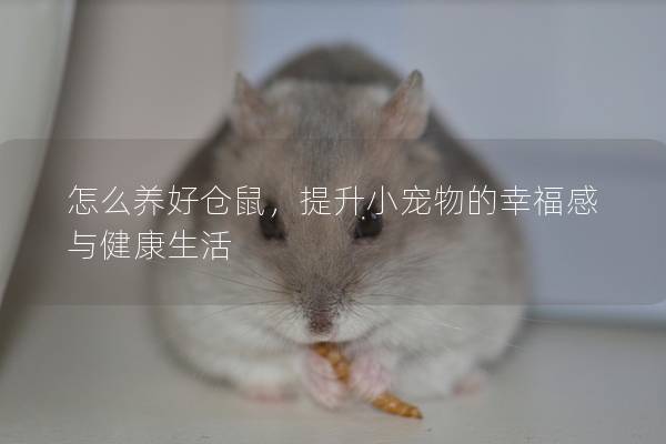 怎么养好仓鼠，提升小宠物的幸福感与健康生活