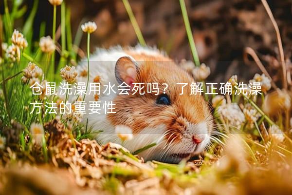 仓鼠洗澡用水会死吗？了解正确洗澡方法的重要性