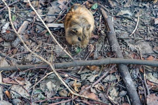 仓鼠吃绿豆吗?探讨仓鼠饮食中的绿豆营养价值 仓鼠吃绿豆吗?探讨仓鼠饮食中的绿豆营养价值