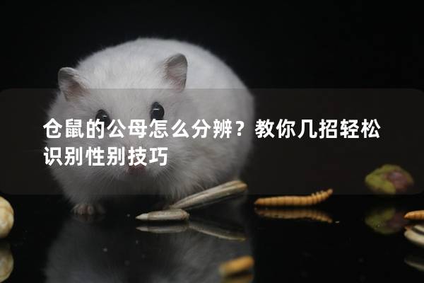 仓鼠的公母怎么分辨？教你几招轻松识别性别技巧