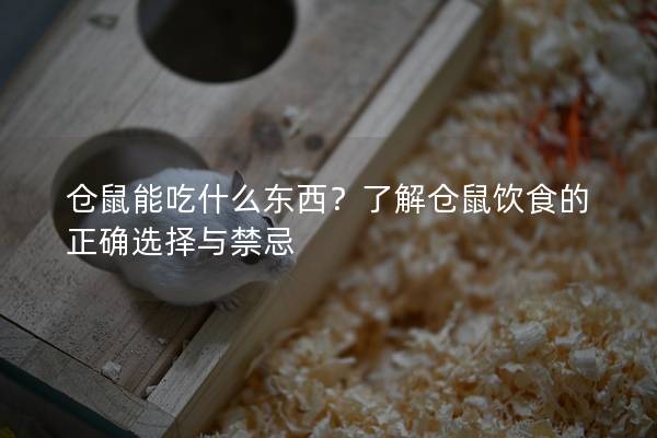 仓鼠能吃什么东西？了解仓鼠饮食的正确选择与禁忌