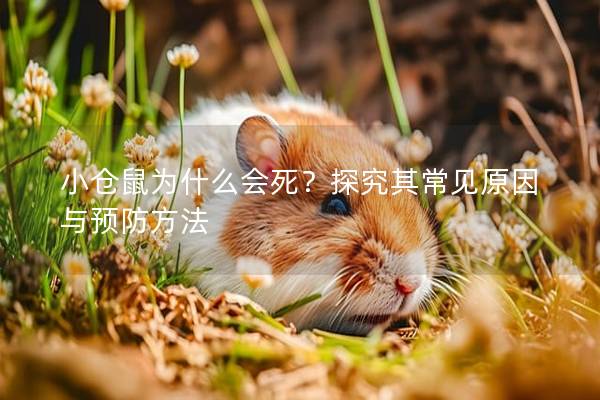 小仓鼠为什么会死？探究其常见原因与预防方法