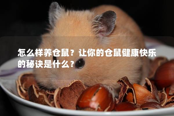 怎么样养仓鼠？让你的仓鼠健康快乐的秘诀是什么？