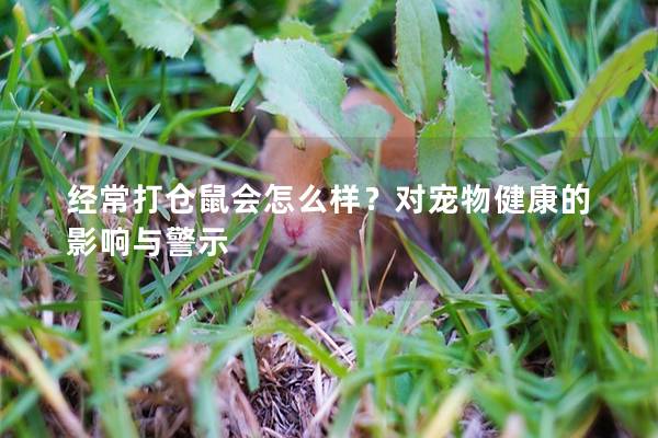 经常打仓鼠会怎么样？对宠物健康的影响与警示