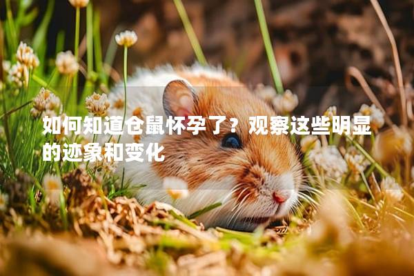 如何知道仓鼠怀孕了？观察这些明显的迹象和变化