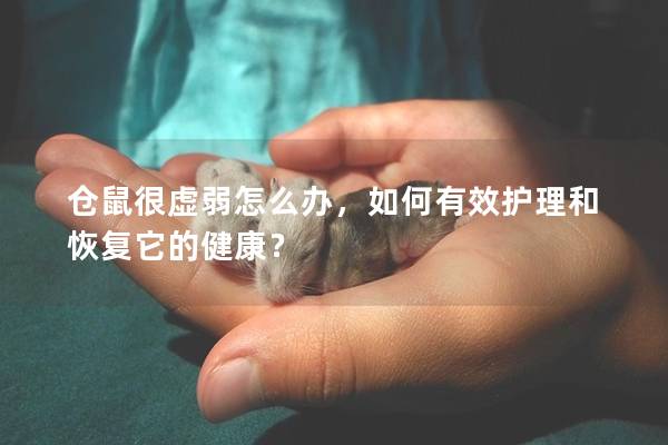 仓鼠很虚弱怎么办，如何有效护理和恢复它的健康？