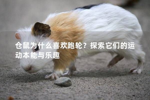 仓鼠为什么喜欢跑轮？探索它们的运动本能与乐趣