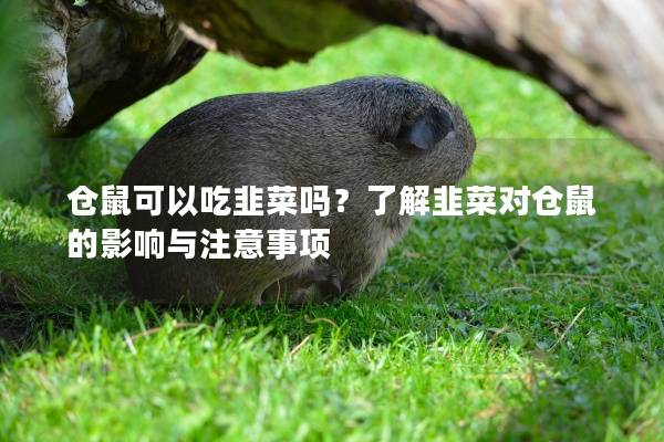 仓鼠可以吃韭菜吗?了解韭菜对仓鼠的影响与注意事项 仓鼠可以吃韭菜吗?了解韭菜对仓鼠的影响与注意事项