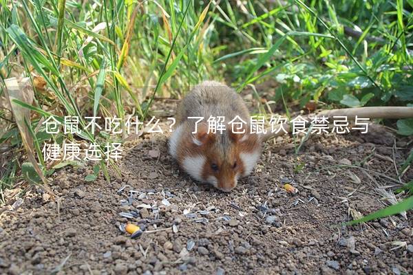 仓鼠不吃什么？了解仓鼠饮食禁忌与健康选择