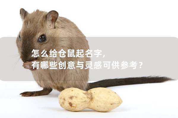 怎么给仓鼠起名字, 有哪些创意与灵感可供参考？