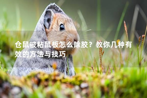 仓鼠被粘鼠板怎么除胶？教你几种有效的方法与技巧