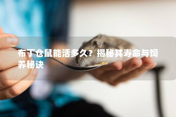 布丁仓鼠能活多久？揭秘其寿命与饲养秘诀