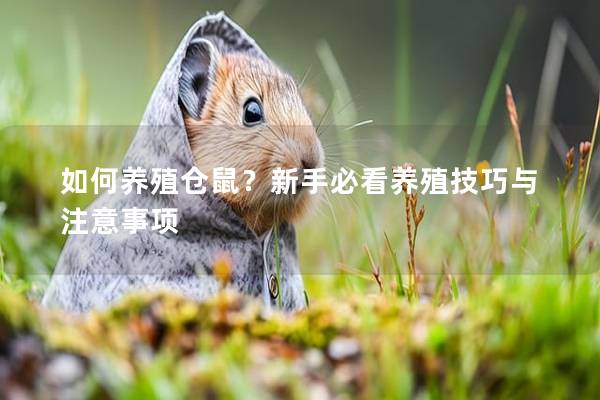 如何养殖仓鼠？新手必看养殖技巧与注意事项