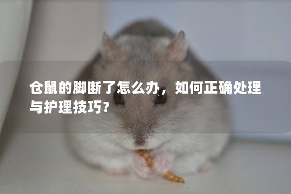 仓鼠的脚断了怎么办，如何正确处理与护理技巧？