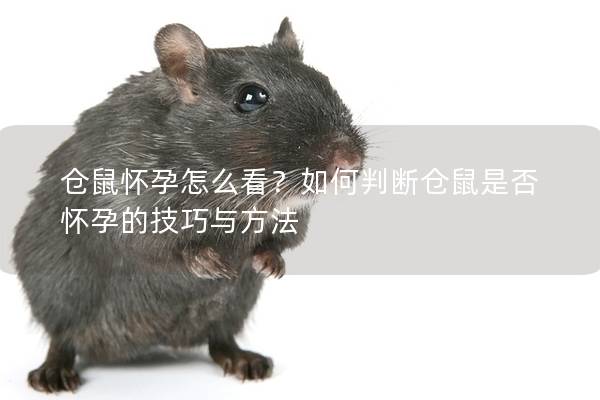 仓鼠怀孕怎么看？如何判断仓鼠是否怀孕的技巧与方法