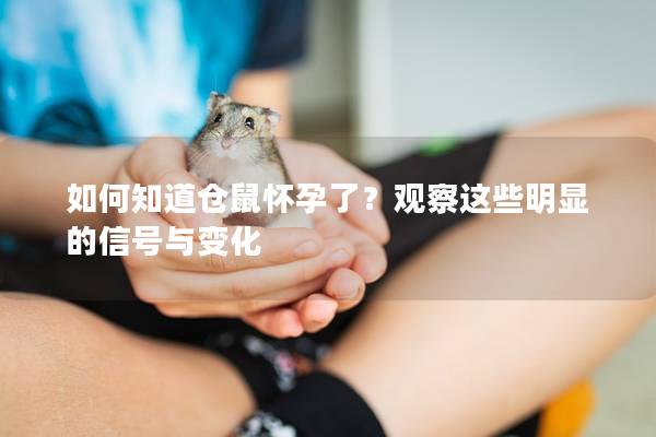 如何知道仓鼠怀孕了？观察这些明显的信号与变化