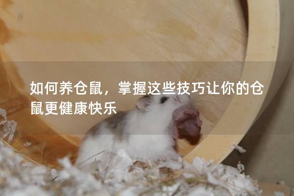 如何养仓鼠，掌握这些技巧让你的仓鼠更健康快乐