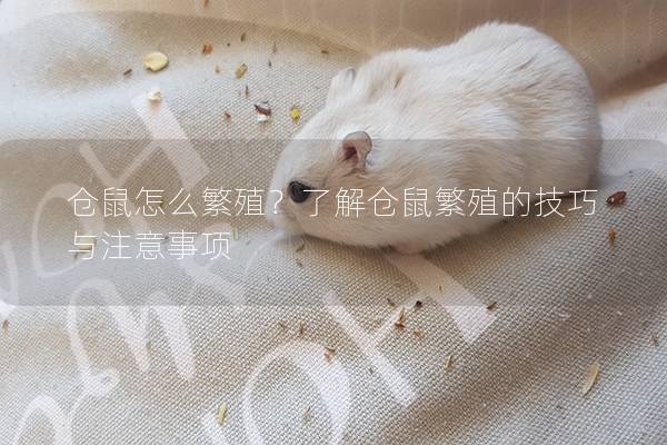 仓鼠怎么繁殖？了解仓鼠繁殖的技巧与注意事项