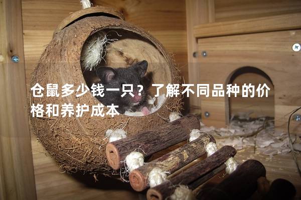 仓鼠多少钱一只？了解不同品种的价格和养护成本