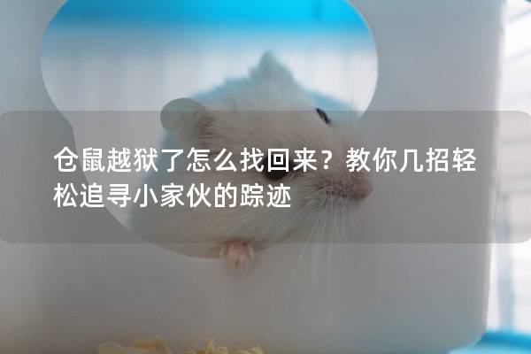 仓鼠越狱了怎么找回来？教你几招轻松追寻小家伙的踪迹