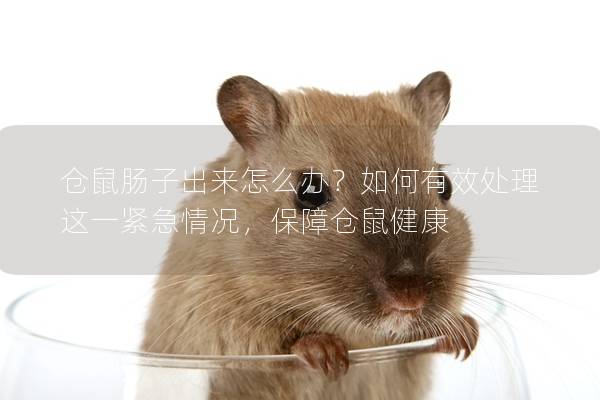 仓鼠肠子出来怎么办？如何有效处理这一紧急情况，保障仓鼠健康