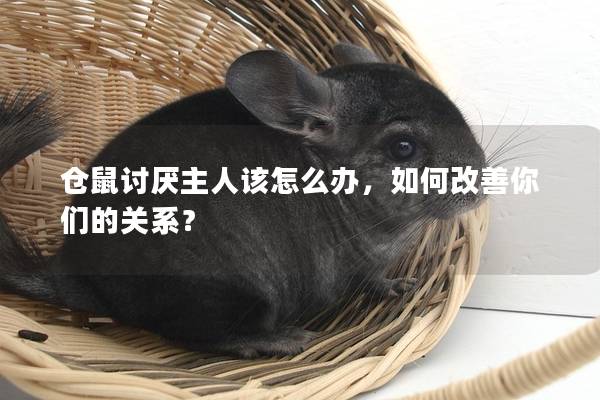 仓鼠讨厌主人该怎么办，如何改善你们的关系？