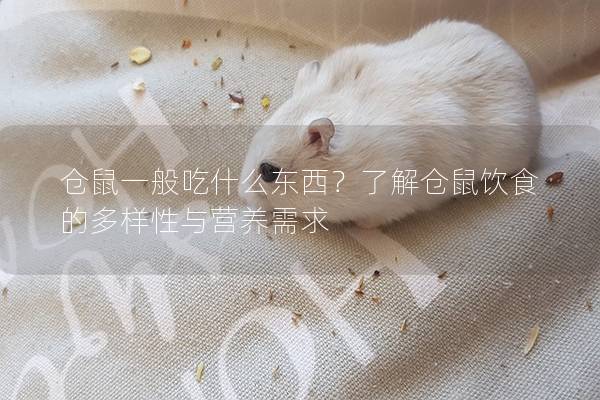 仓鼠一般吃什么东西？了解仓鼠饮食的多样性与营养需求