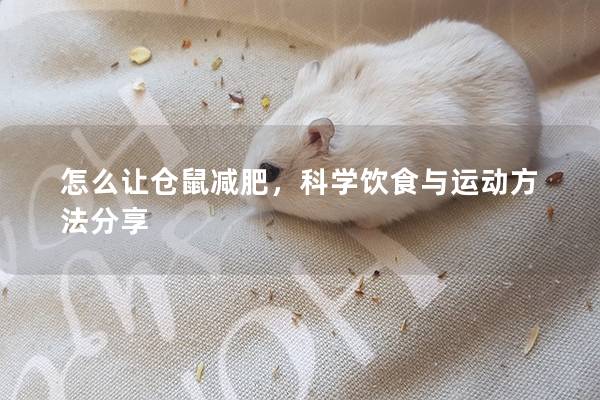 怎么让仓鼠减肥，科学饮食与运动方法分享