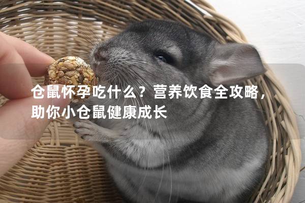 仓鼠怀孕吃什么？营养饮食全攻略，助你小仓鼠健康成长