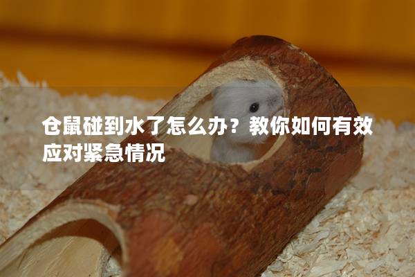 仓鼠碰到水了怎么办？教你如何有效应对紧急情况