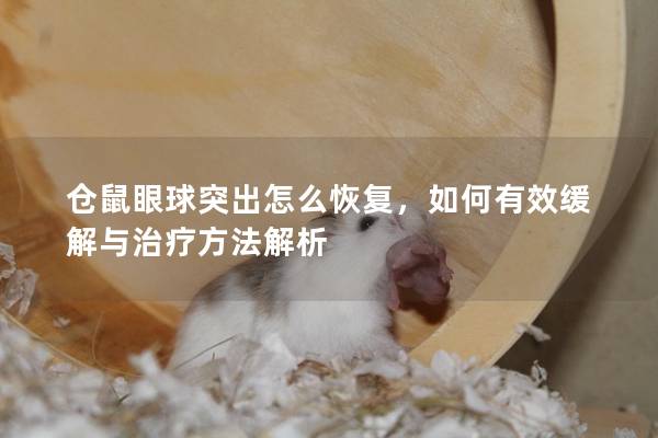 仓鼠眼球突出怎么恢复，如何有效缓解与治疗方法解析