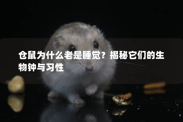 仓鼠为什么老是睡觉？揭秘它们的生物钟与习性