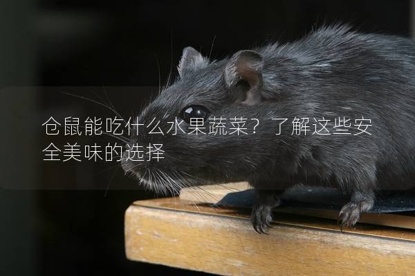 仓鼠能吃什么水果蔬菜？了解这些安全美味的选择