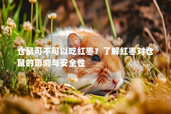 仓鼠可不可以吃红枣？了解红枣对仓鼠的影响与安全性