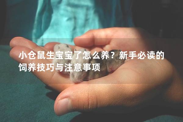 小仓鼠生宝宝了怎么养？新手必读的饲养技巧与注意事项